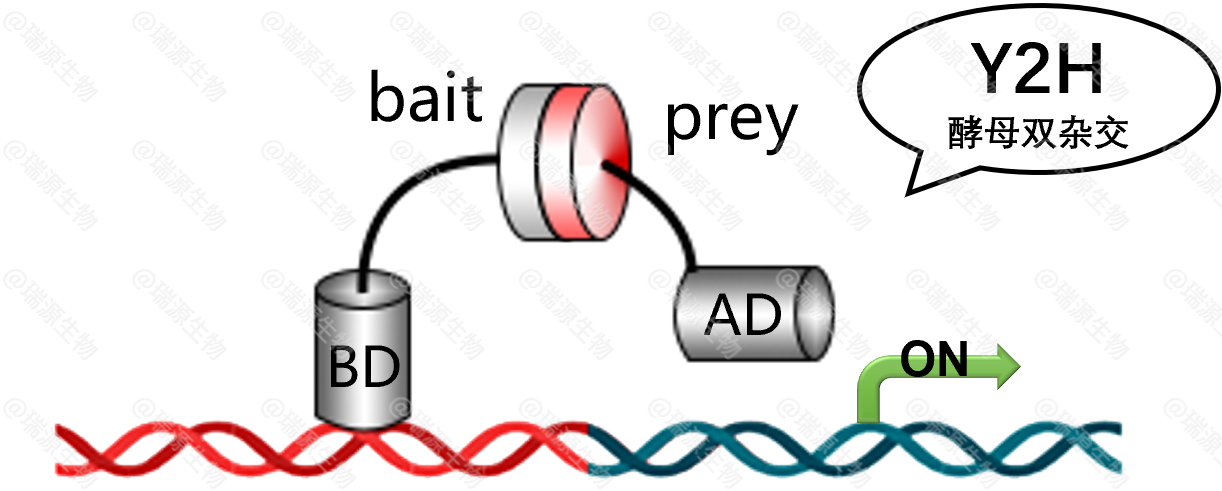 advanced yeast two hybrid ki