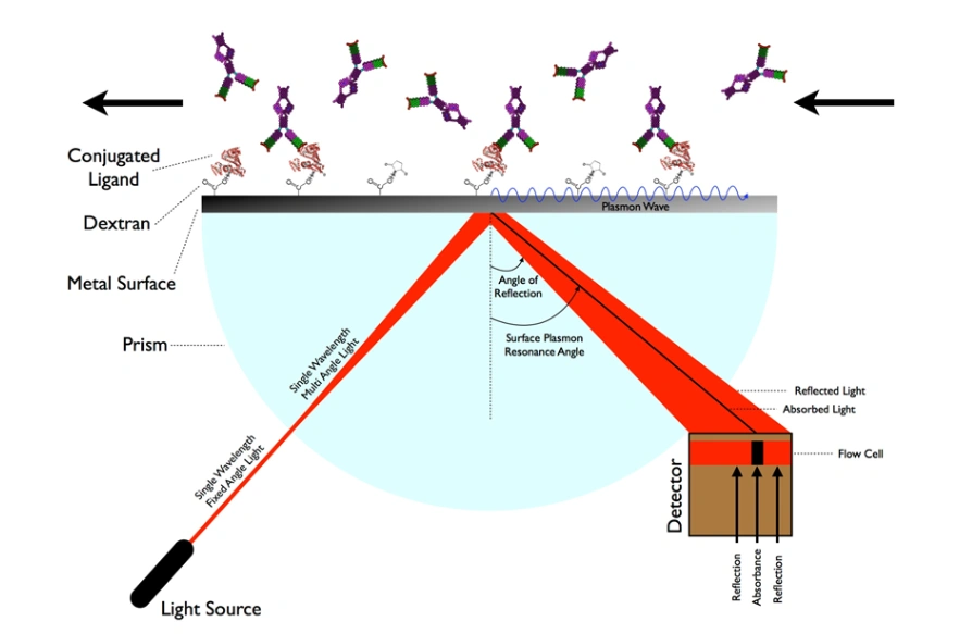 Pronetbio SPR Affinity Analysis
