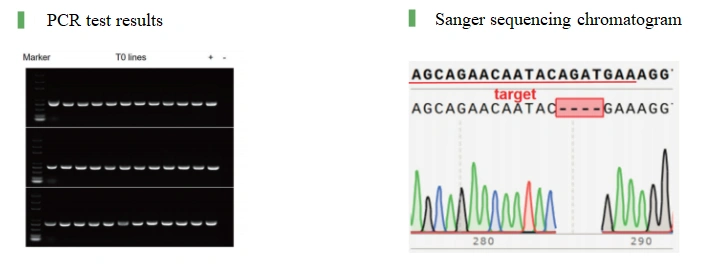 Plant Genetic Transformation Services Case Result