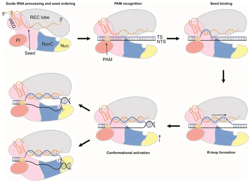 CRISPR/Cas12a Gene Editing Principles
