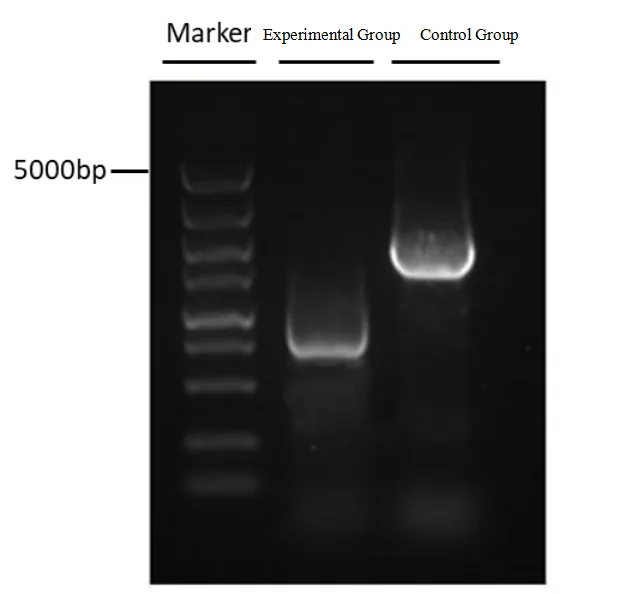 Case Results of Gene Knockout Service for Prokaryotes 2