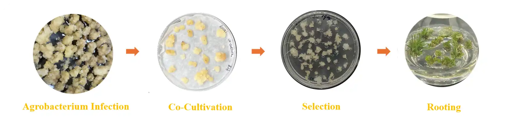 Forage Grass Genetic Transformation Service Workflow