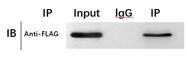 ChIP-qPCR & ChIP-seq Service Case Result1