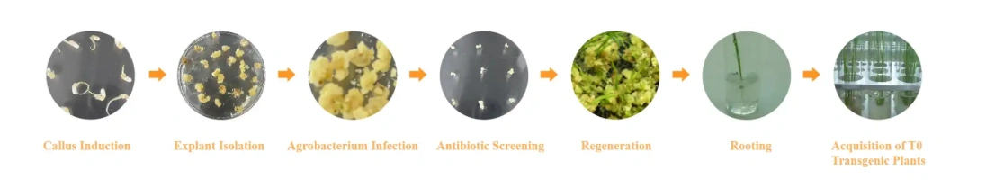 Plant Genetic Transformation Services Workflow