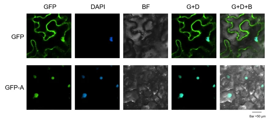Subcellular Localization Case Result 1