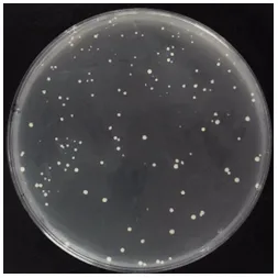 Case Results of Gene Knockout Service for Prokaryotes 1