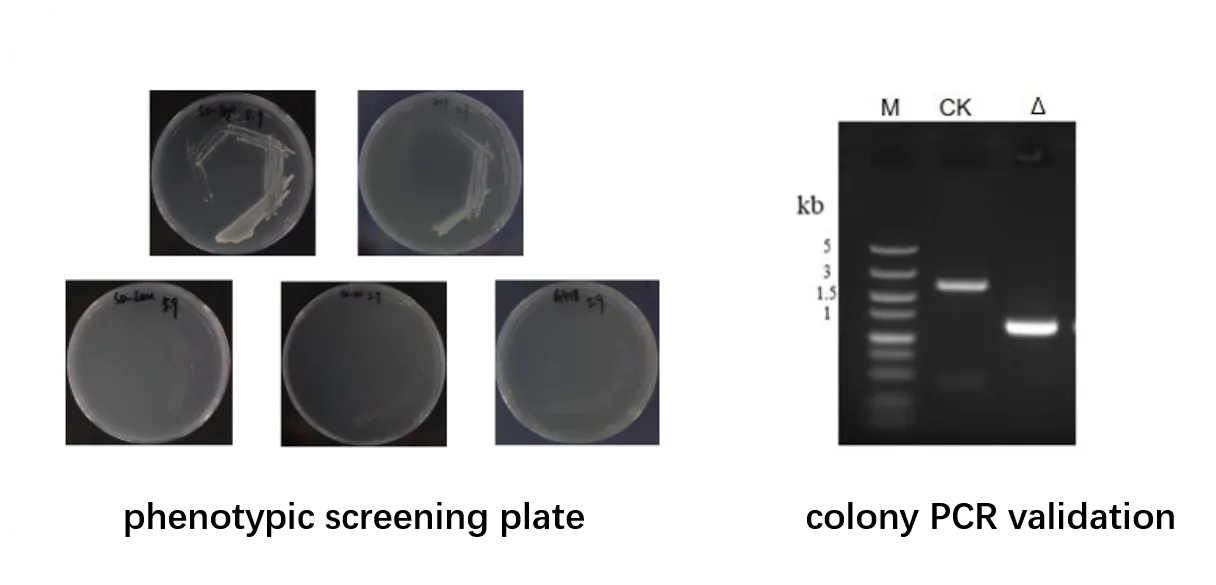 Yeast Gene Knockout Result