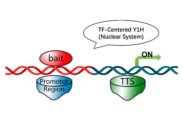 TF-Centered Y1H (Nuclear System)