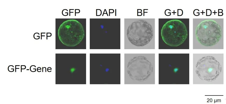 Subcellular Localization Case Result 2