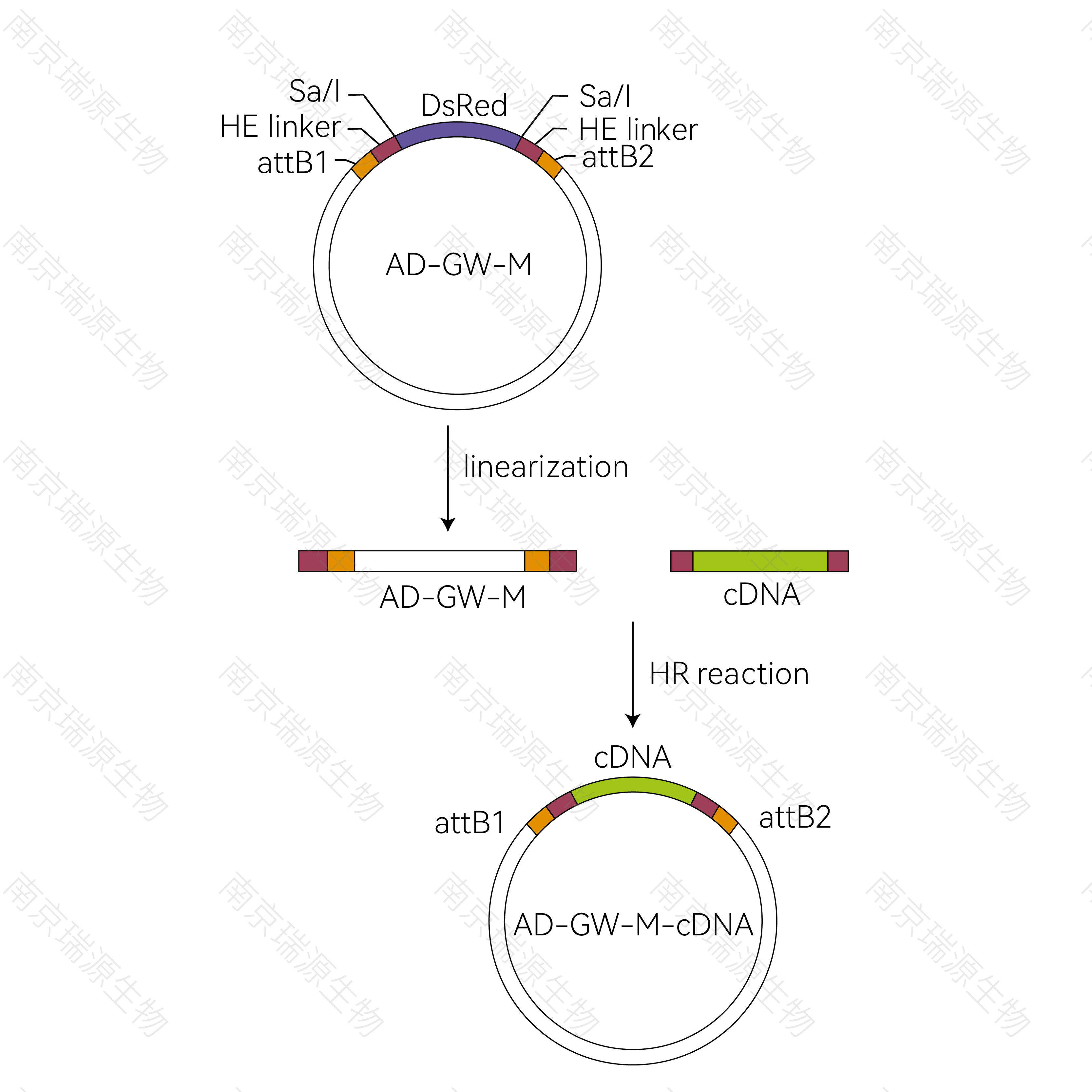 Yeast Library Construction (In-Gate Technology)