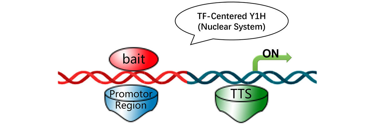 customized Yeast one hybrid assay