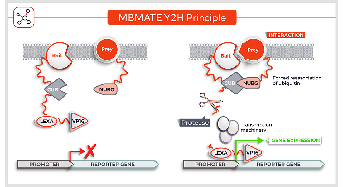 bait and prey yeast two hybrid