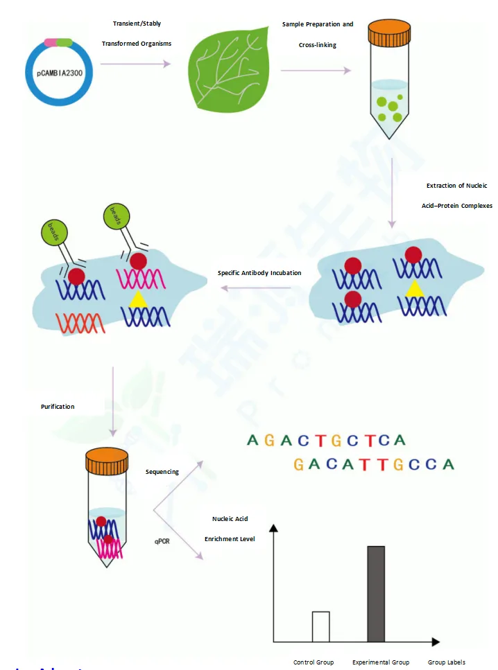 ChIP-qPCR & ChIP-seq Service Workflow