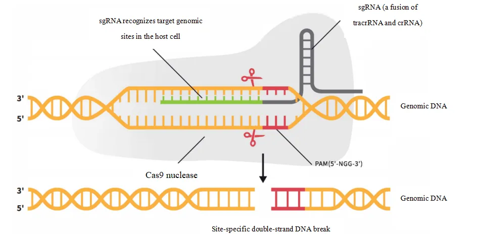 Principle of Gene Knockout Service for Prokaryotes