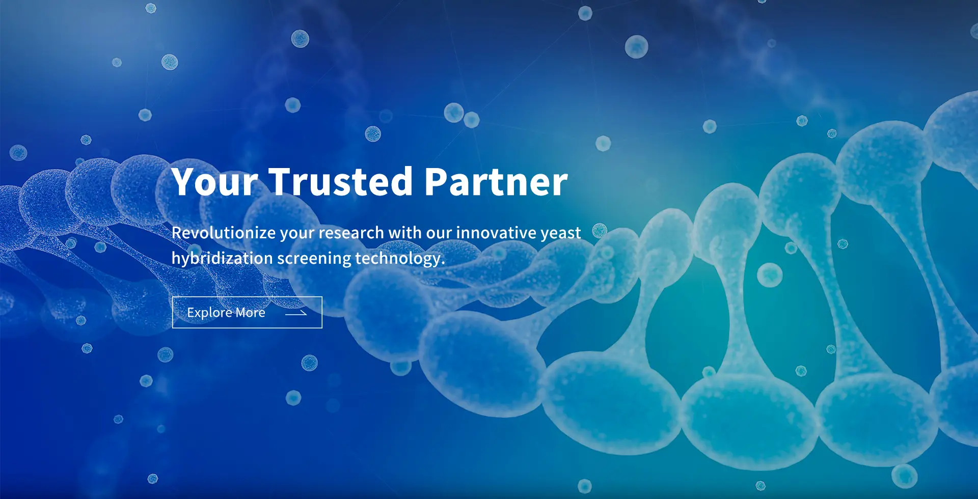 Your trusted partner - Yeast hybrid screening