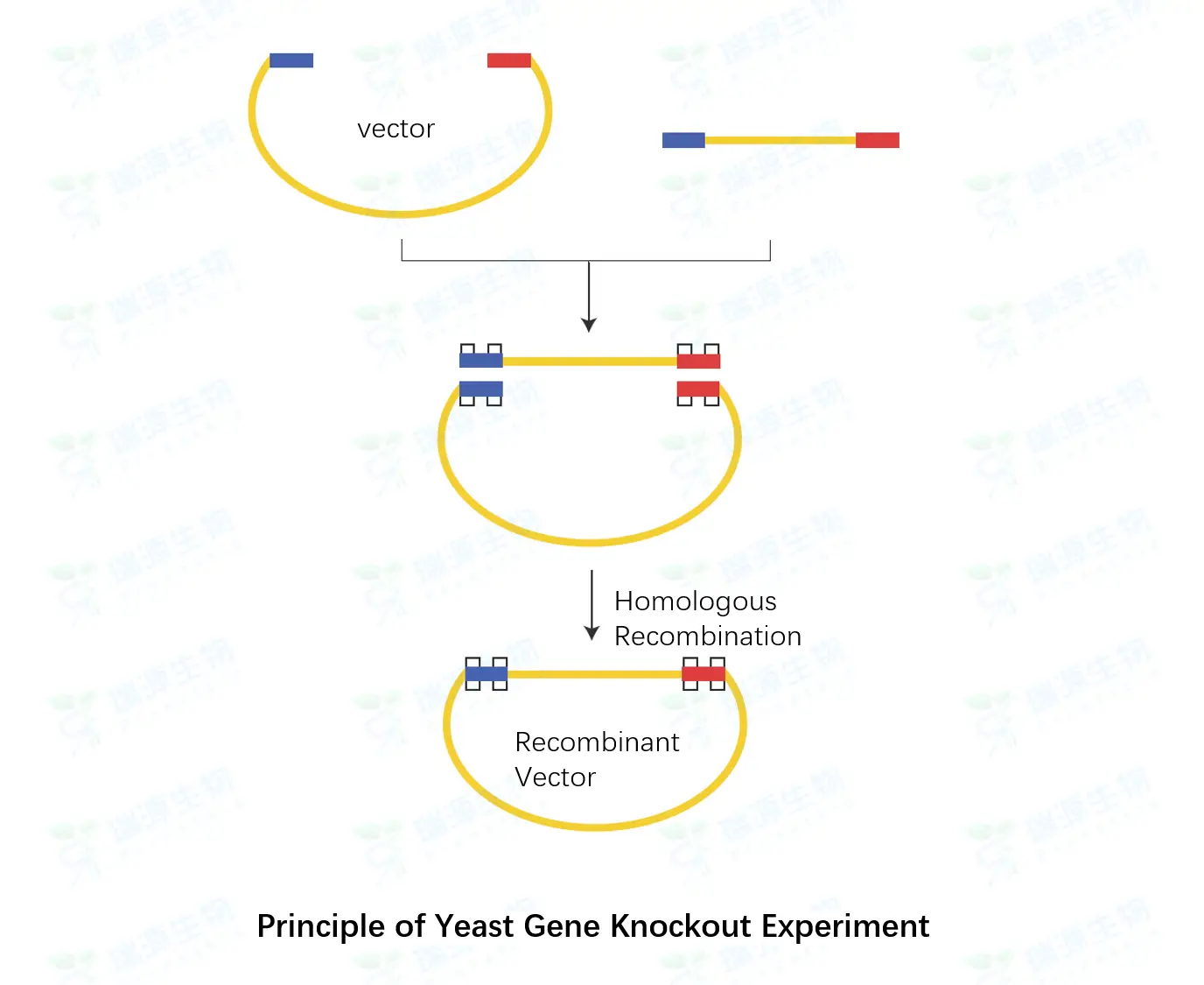 Yeast Gene Knockout Principle
