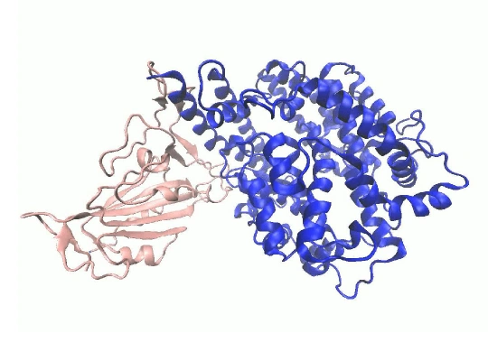 Molecular Dynamics Simulation Service (Protein–Protein / Small Molecule)