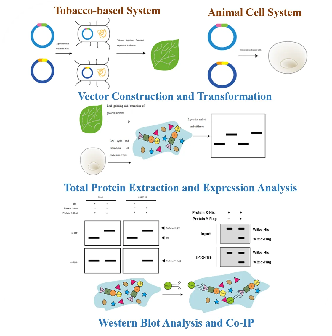 Co-IP Service Workflow