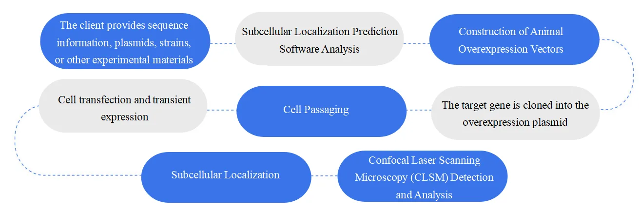Subcellular Localization Workflow - Animal
