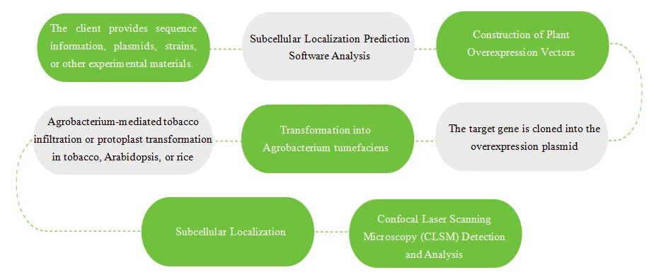 Subcellular Localization Workflow - Plant