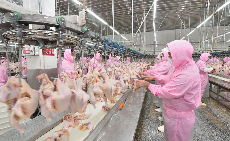 守护香港“菜篮子” 大连每天近7万只鸡摆上香港餐桌