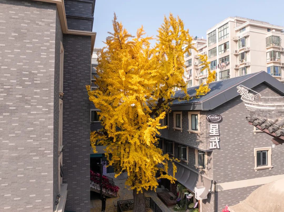 常州市中心这抹金黄，实在太“庙”了！