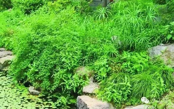 植物与海绵城市是否能相爱？