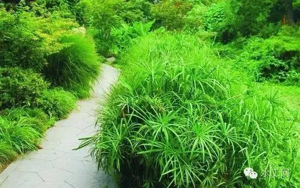 植物与海绵城市是否能相爱？