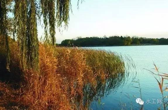 植物与海绵城市是否能相爱？