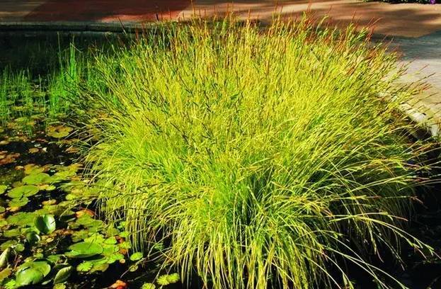 植物与海绵城市是否能相爱？