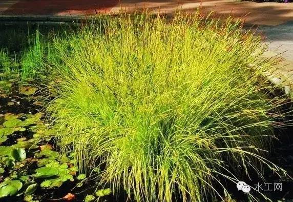 植物与海绵城市是否能相爱？
