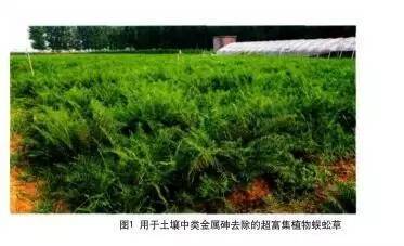 专家观点 | 林玉锁：我国土壤污染防治工作进展（深度好文）