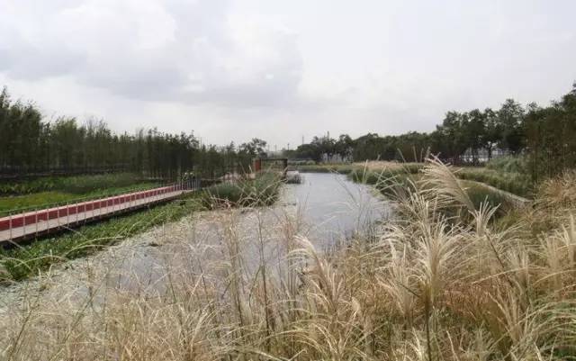 植物与海绵城市是否能相爱？