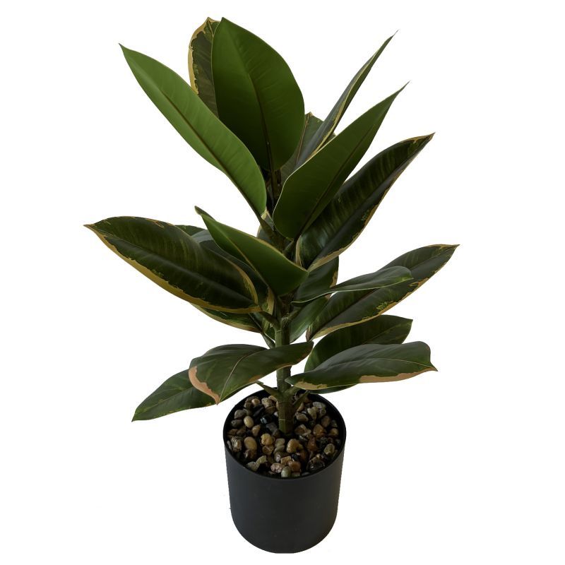 45cm ficus elastica with pot (19 leaves)
