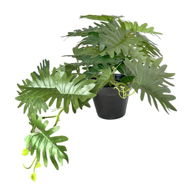 17cm Philodendron selloum pot