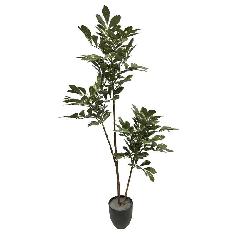 100cm Ilex aquifolium tree 3 branches 33 leaves