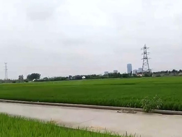 安徽農科院水稻飛防作業