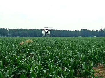 河南周口玉米作業