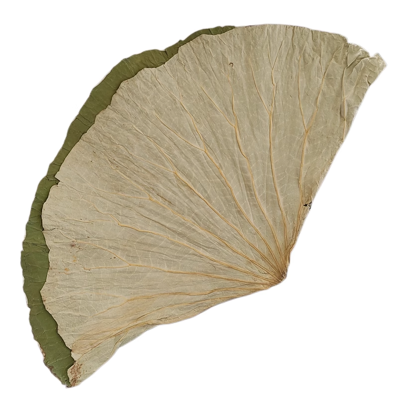 DRIED LOTUS LEAVES