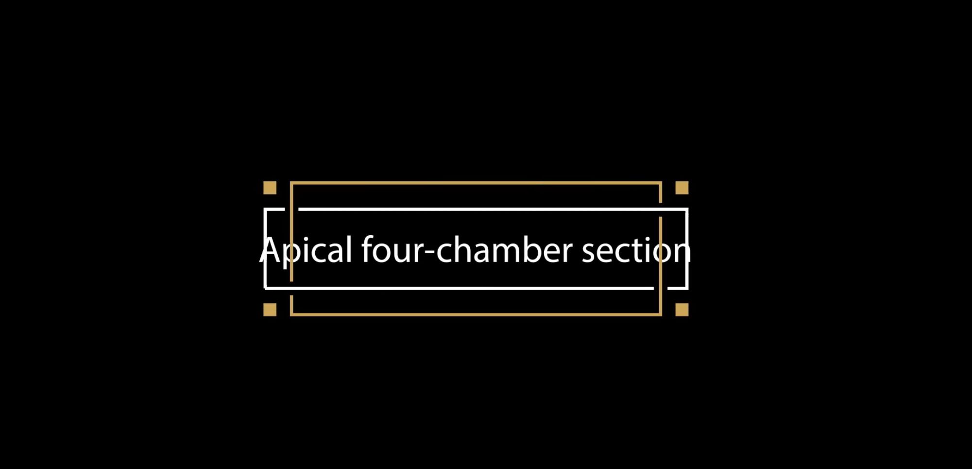 Apical four-chamber section