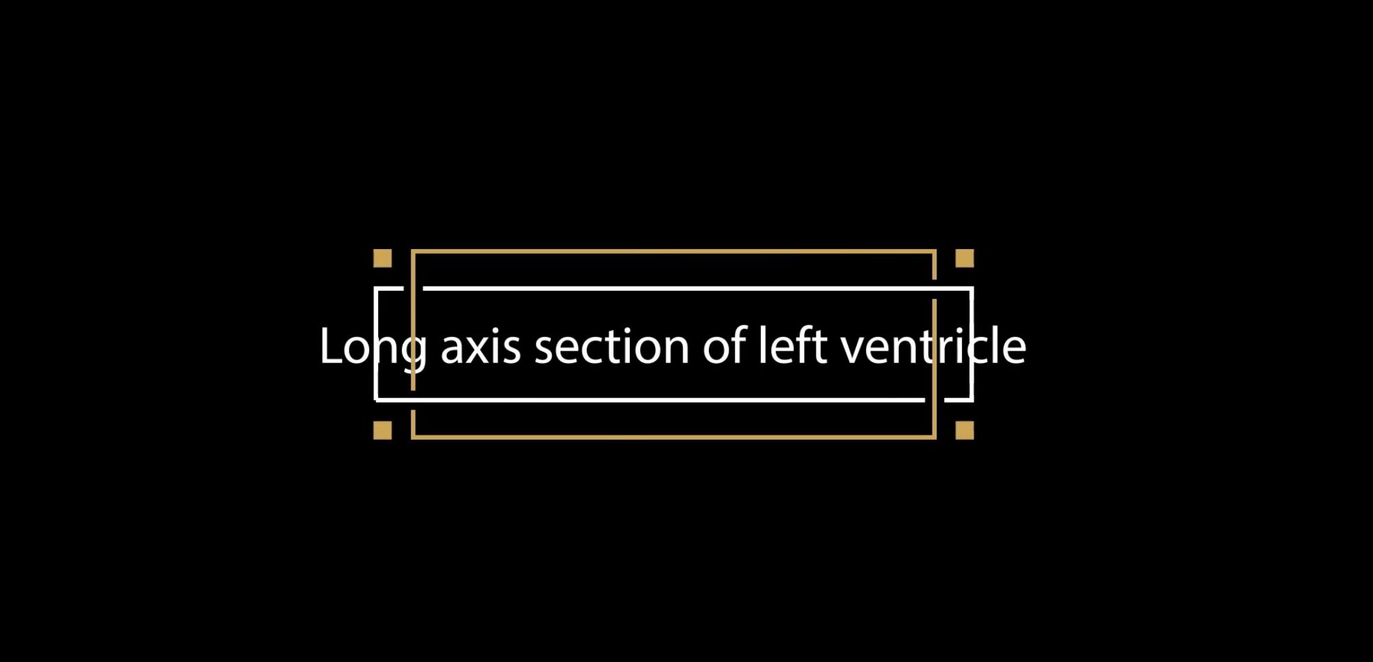 Long axis section of left ventricle