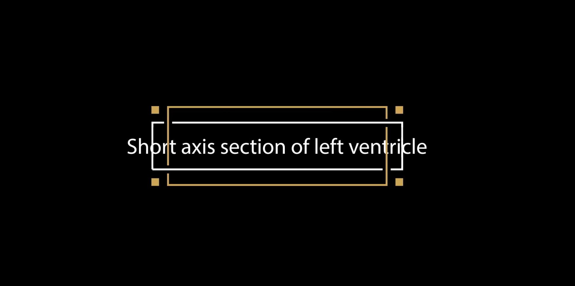 Short axis section of left ventricle