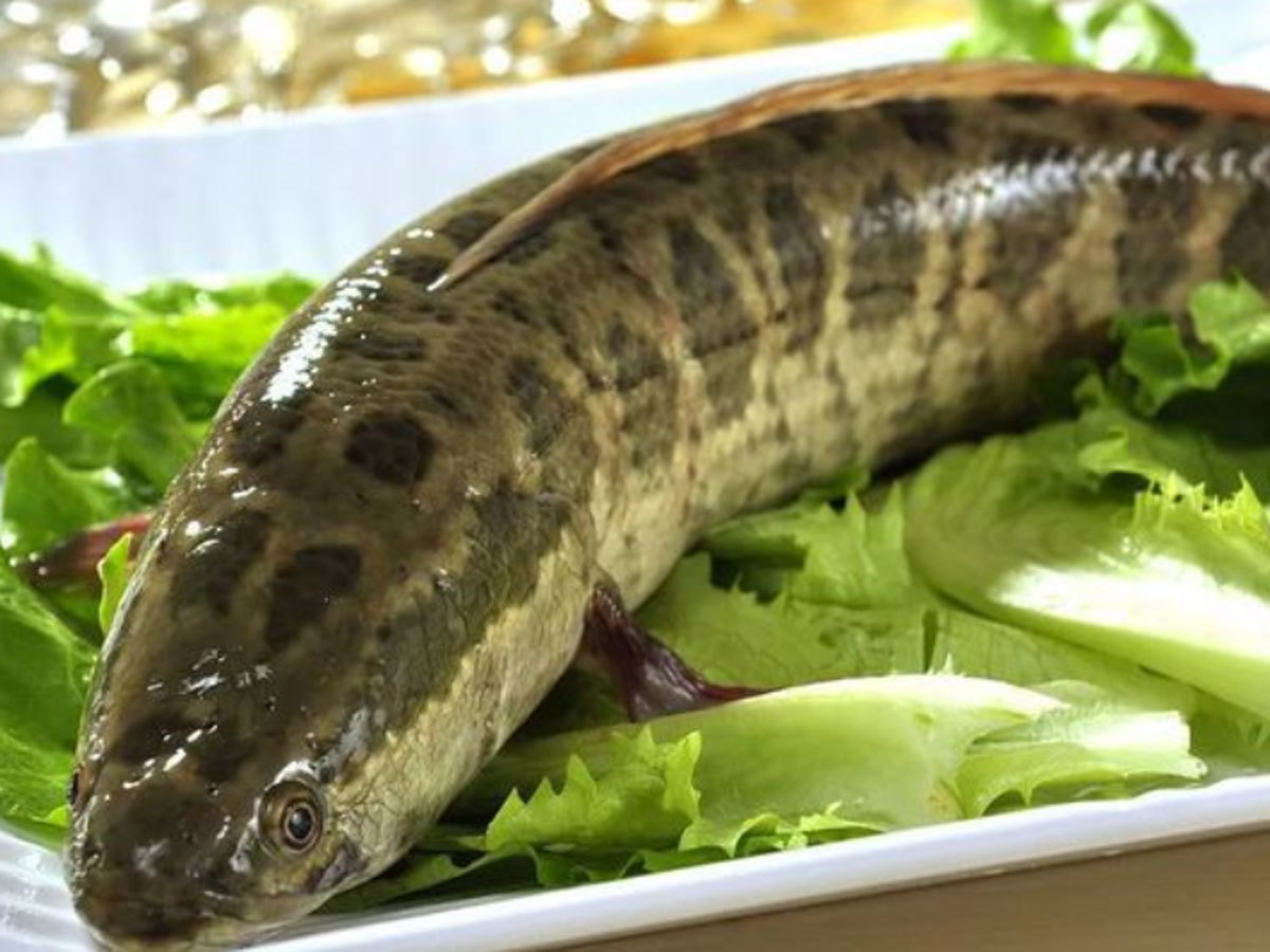 黑魚 黑魚