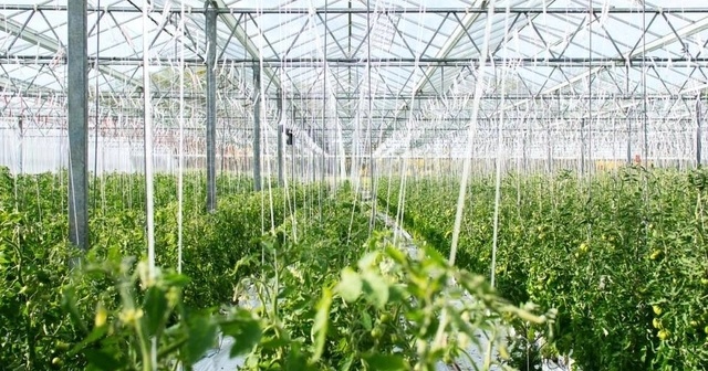 SOD酶制劑對天然植物食品改造作為功能農(nóng)業(yè)意義