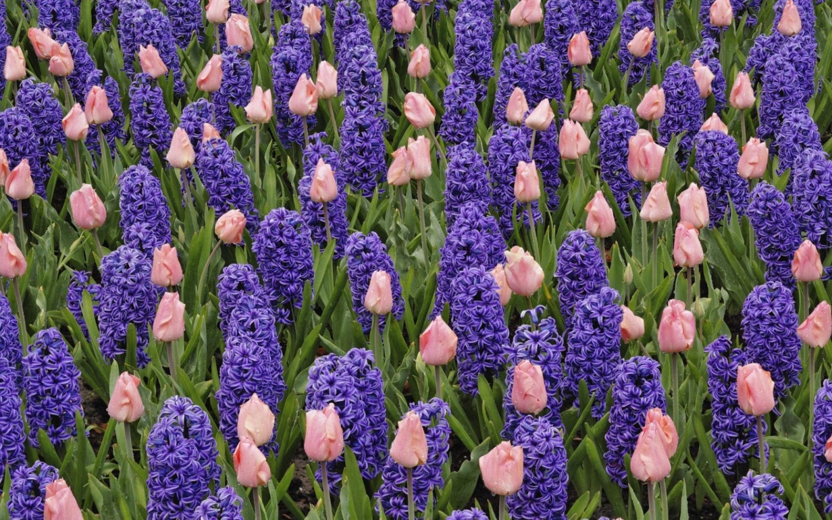 A royal flower as famous as a tulip