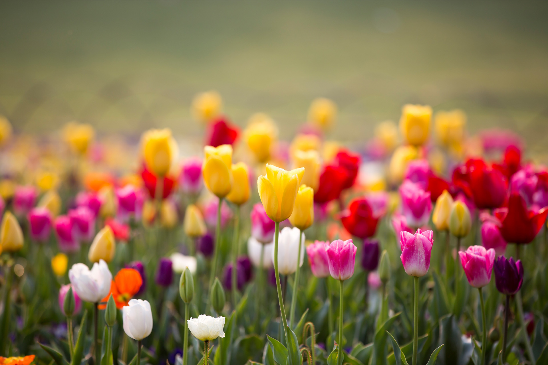Yunnan Qiyuetian Agriculture Co., Ltd Yunnan Qiyuetian Agriculture Co., Ltd