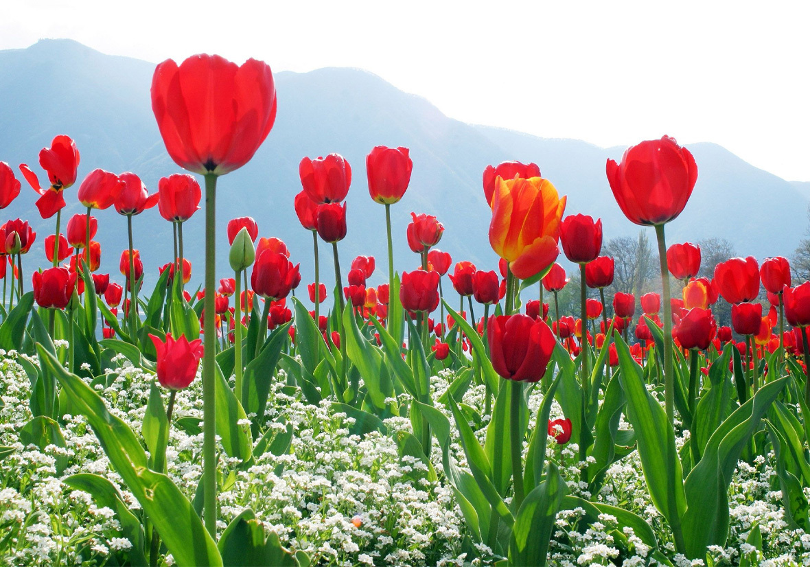 Yunnan Qiyuetian Agriculture Co., Ltd. Yunnan Qiyuetian Agriculture Co., Ltd.