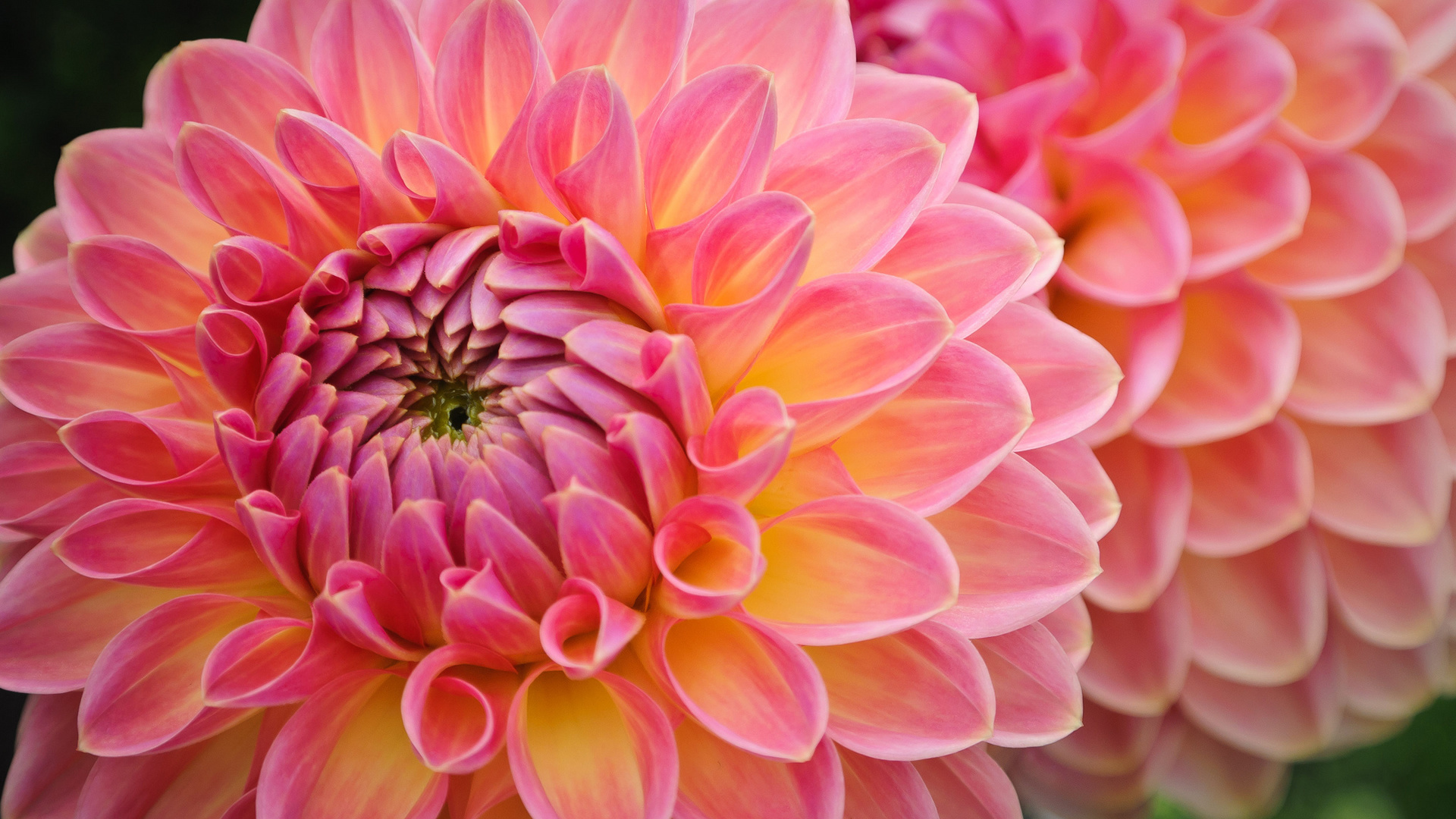 Professional supplier of imported flower seed balls