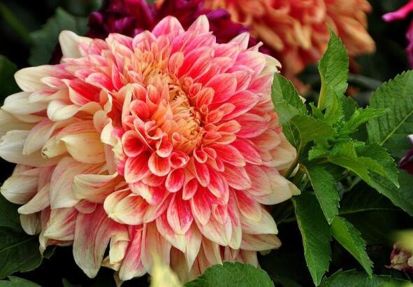 Are dahlias poisonous? Can dahlias be placed in the bedroom?