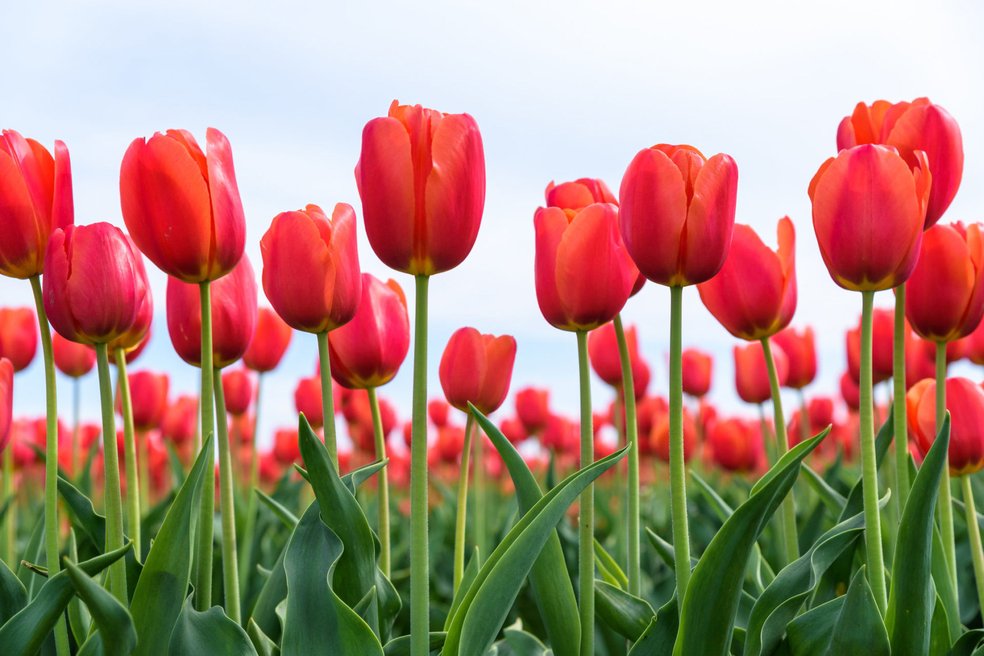 Yunnan Qiyuetian Agriculture Co., Ltd Yunnan Qiyuetian Agriculture Co., Ltd